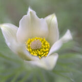 Pasque Flower 05
