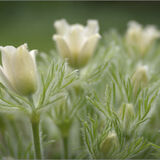Pasque Flowers 01
