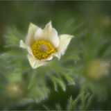 Pasque Flowers 02