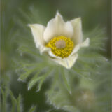 Pasque Flowers 03