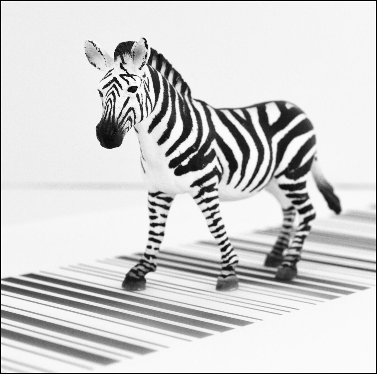 Zebra Crossing