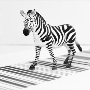 Zebra Crossing