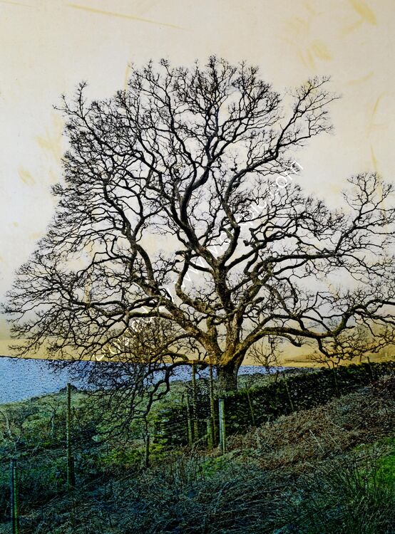 HAWESWATER TREE