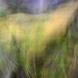 LOOKING UP THE VALLEY