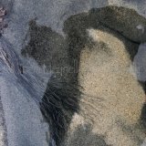 SAND SHADE