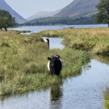 BELTED GALLOWAY