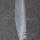 TRANSLUCENT