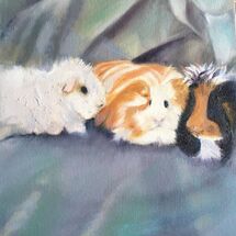 Guinea Pigs
