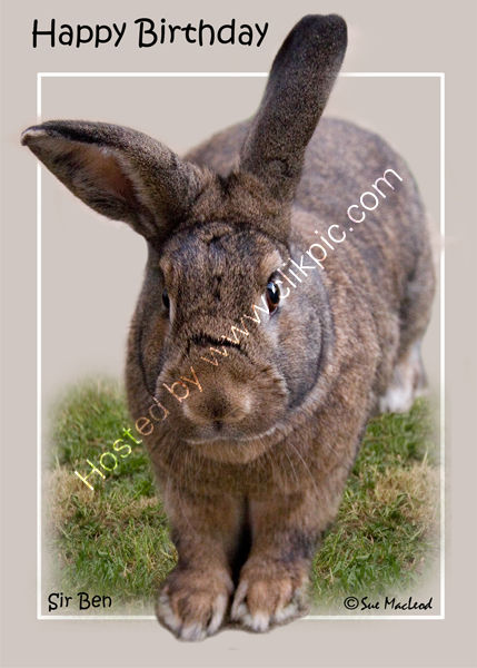 Sir Ben . . . the Kindest Rabbit in the World