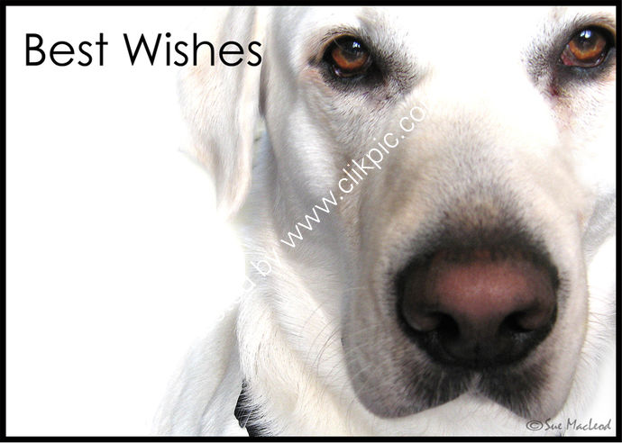 Bobby the White Labrador