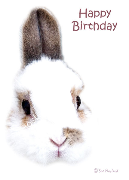 Boydy . . . a Cheeky little Rabbit