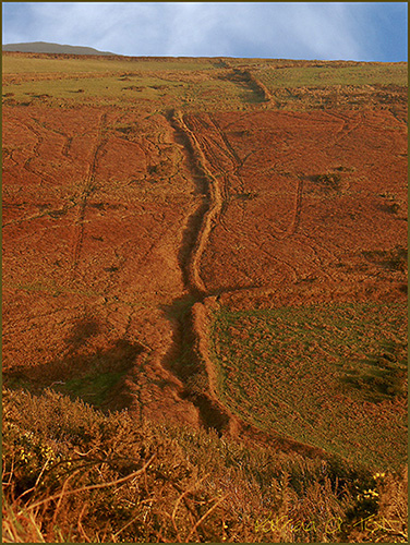 Tracks in bracken, Dalby Mountain