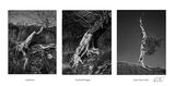 Triptych: Landscapes on the Edge