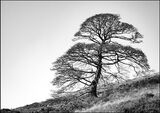 Solitary beech