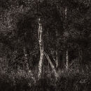 Morning light in Fenland thicket