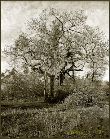 Baobab in thicket, Lengwe, 1984