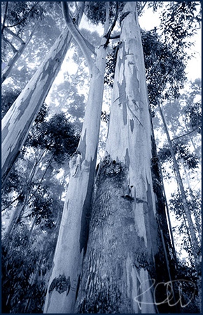 Blue gums, Zomba Plateau, Malawi, 1980