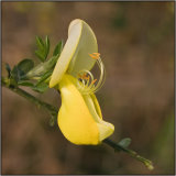 Broom - Mary Pipkin