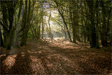 Autumn Glade - John Hufferdine