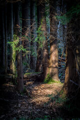 Forest light - Larry williams