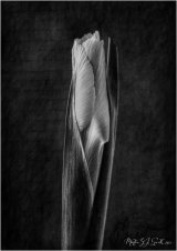 Iris by Window light - Martin Smith