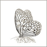 Butterfly - Mary Pipkin