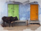 Holy cow - Jane Evans