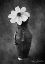 Cosmos - Martin Smith
