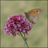 Meadow brown - Mary Pipkin