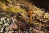 On the woodland floor - Mary Pipkin