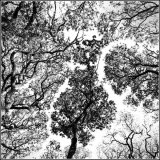 Tree highway - Jane Evans
