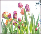Tulips - Lynne Ball
