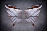 Papillon - Martin Smith