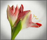 Petals and stamens - Mary Pipkin