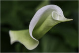 Flower abstract - Martin Smith