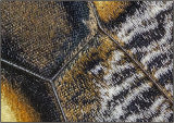 Moth wing - Mary Pipkin