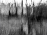 Trip in the forest - John Hufferdine