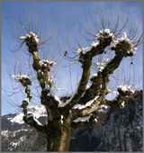 Snowy branches - Margaret Ledgard