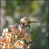 Bee fly - Mary Pipkin
