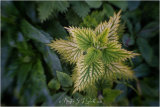 Nettle - Martin smith