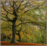 Painted beech trees - Ian Ledgard