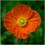 Poppy - Martin Smith