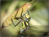 Southern hawker - Mary Pipkin