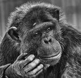 Thinking of new ways to evolve - John Starzewski