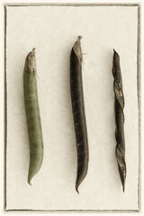 Seed pods - Mary Pipkin