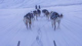 Husky speed - Lynne Ball