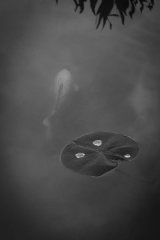 Thin water - Larry Williams