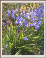 Bluebell sketch - Ian Ledgard