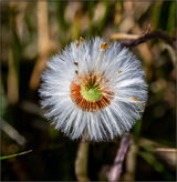 Coltsfoot - Mary Pipkin