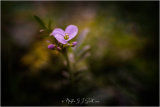 Cuckoo flower - Martin Smith